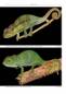 Preview: Chameleons of Africa